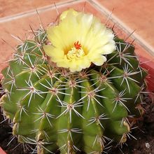 A photo of Parodia orthacantha