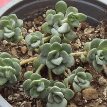 A photo of Sedum spathulifolium subsp. pruinosum