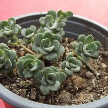 A photo of Sedum spathulifolium subsp. pruinosum