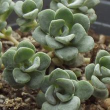 A photo of Sedum spathulifolium subsp. pruinosum