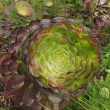 Una foto de Aeonium arboreum cv. artropurpureum