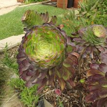 Una foto de Aeonium arboreum cv. artropurpureum