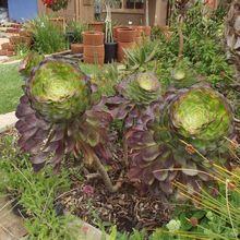 Una foto de Aeonium arboreum cv. artropurpureum