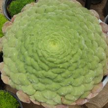 Una foto de Aeonium tabuliforme