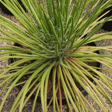 Una foto de Agave boscii  