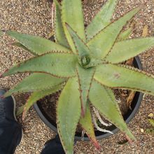Foto de un cactus que se está identificando actualmente
