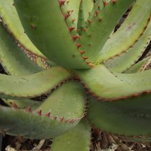 Foto de un cactus que se está identificando actualmente