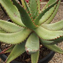 Foto de un cactus que se está identificando actualmente