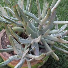 A photo of Cotyledon orbiculata