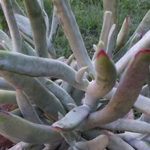 A photo of Cotyledon orbiculata