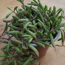 Una foto de Othonna capensis