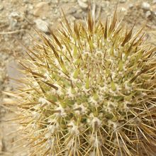 A photo of Echinopsis chiloensis ssp. litoralis
