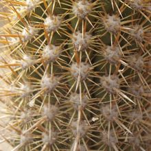 A photo of Echinopsis chiloensis ssp. litoralis