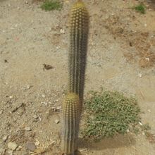 A photo of Echinopsis chiloensis ssp. litoralis