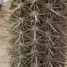 A photo of Echinopsis chiloensis ssp. litoralis