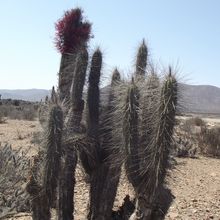 A photo of Eulychnia acida