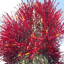 A photo of Eulychnia acida