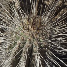 A photo of Eulychnia acida