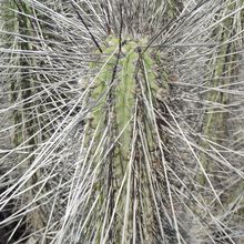 A photo of Eulychnia acida