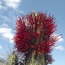 A photo of Eulychnia acida