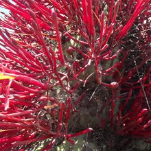 A photo of Eulychnia acida