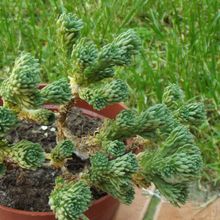 Una foto de Sedum multiceps