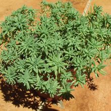A photo of Sedum forsterianum  