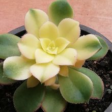 Una foto de Aeonium haworthii cv kiwi
