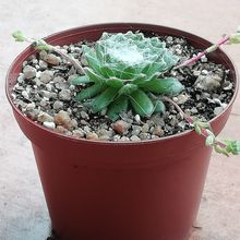 A photo of Sempervivum arachnoideum