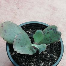 Una foto de Kalanchoe marmorata
