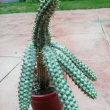 Una foto de Euphorbia mammillaris fma. variegada