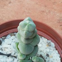 Una foto de Crassula plegmatoides  