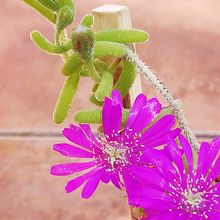 A photo of Drosanthemum hispidum  