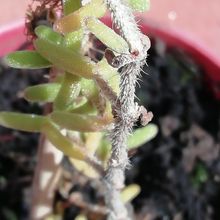 A photo of Drosanthemum hispidum  