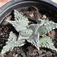 Una foto de Faucaria felina ssp. tuberculosa