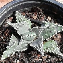 A photo of Faucaria felina ssp. tuberculosa