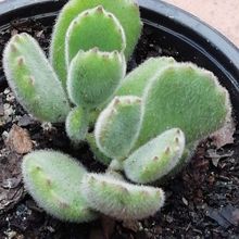 A photo of Cotyledon tomentosa