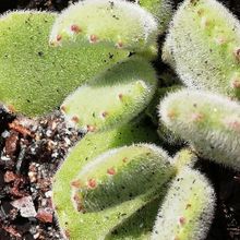 A photo of Cotyledon tomentosa