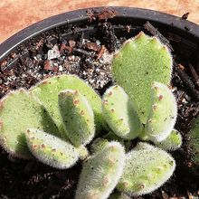 A photo of Cotyledon tomentosa