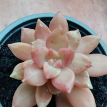 Photo of a cactus currently being identified