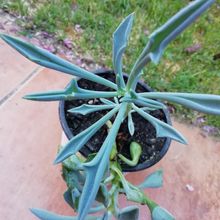 A photo of Senecio kleiniiformis