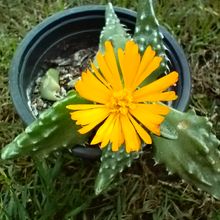 Una foto de Faucaria felina ssp. tuberculosa