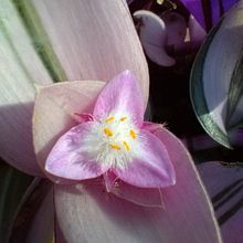 Una foto de Tradescantia fluminensis