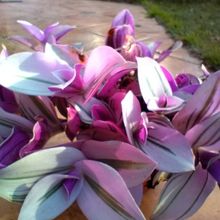Una foto de Tradescantia fluminensis