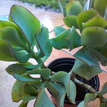 Foto de un cactus que se está identificando actualmente