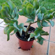 Foto de un cactus que se está identificando actualmente