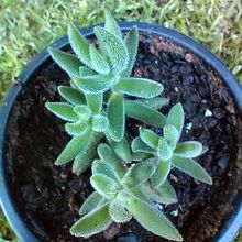 Foto de un cactus que se está identificando actualmente