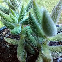Foto de un cactus que se está identificando actualmente