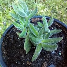 Foto de un cactus que se está identificando actualmente