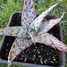 Photo of a cactus currently being identified